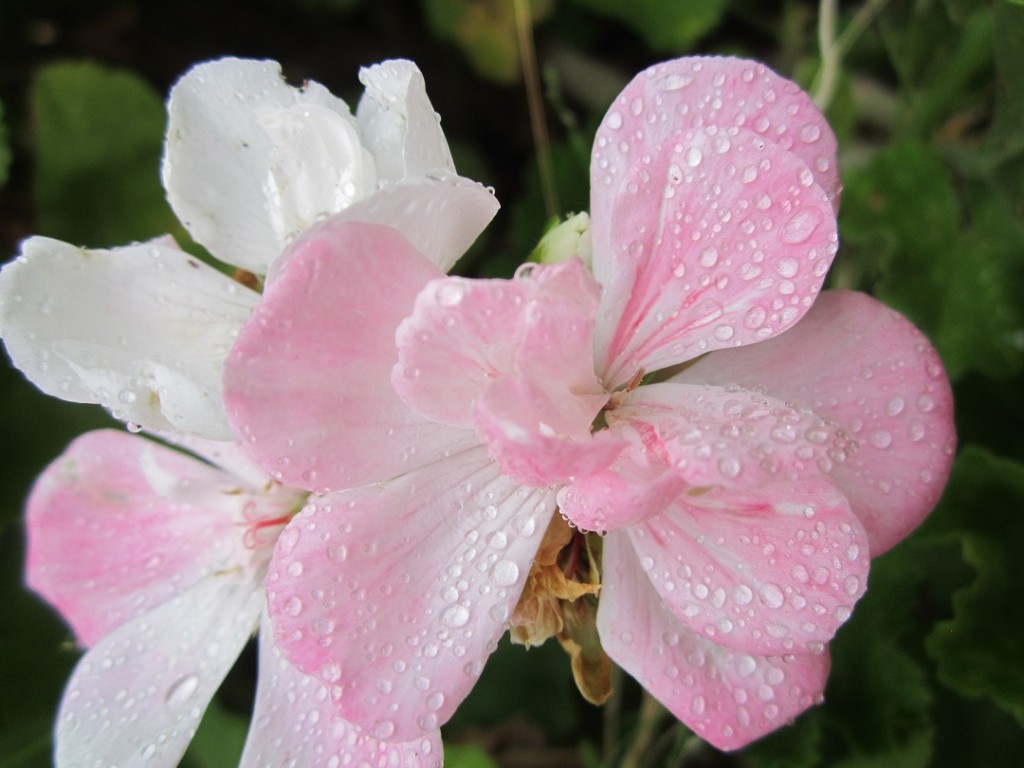 More Flowers