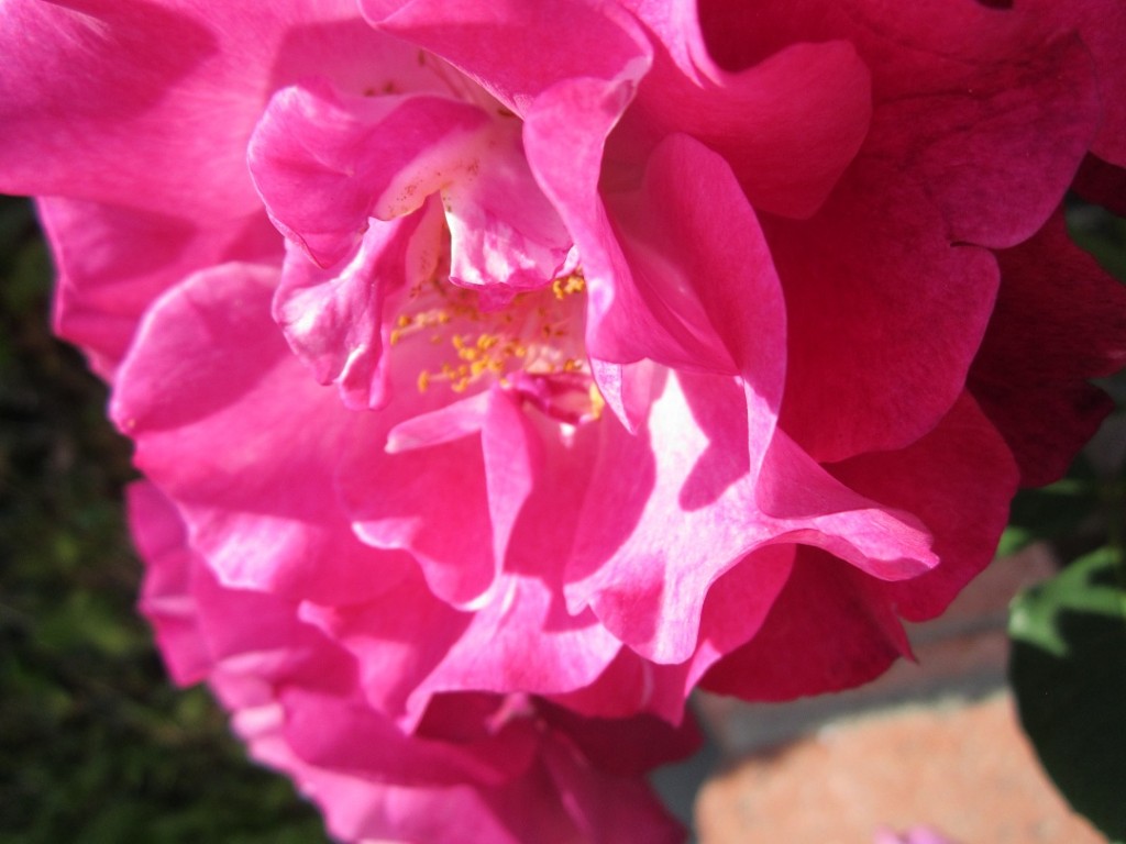 Flower close-up